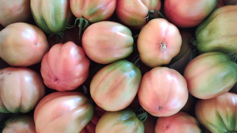 Pomodoro cuore di bue I scelta Sicilia